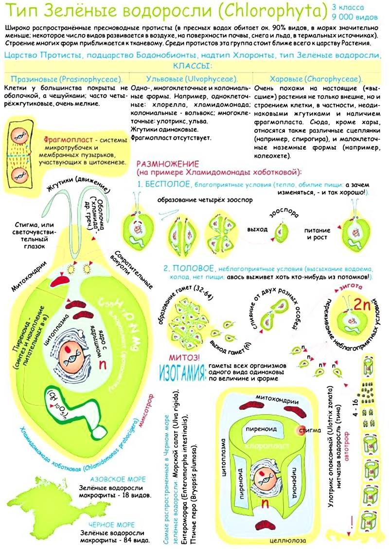 Новая система органического мира презентация 10 класс