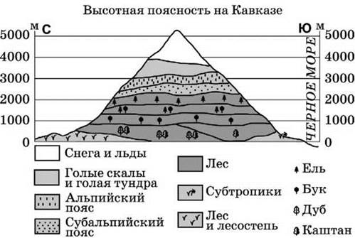 Субтропики высотная поясность в горах презентация 8 класс география